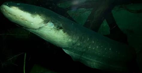 世界十大致命的鱼 世界十大致命的鱼