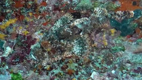 世界十大致命的鱼 世界十大致命的鱼