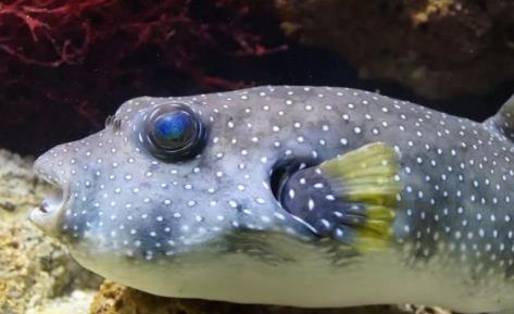 世界十大致命的鱼 世界十大致命的鱼