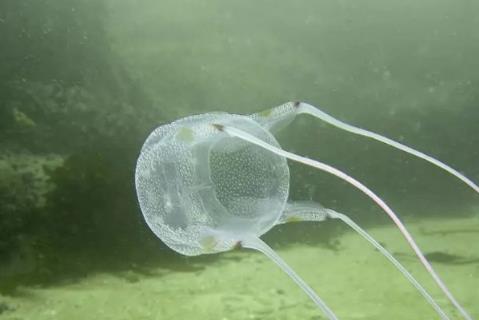 世界十大致命的鱼 世界十大致命的鱼