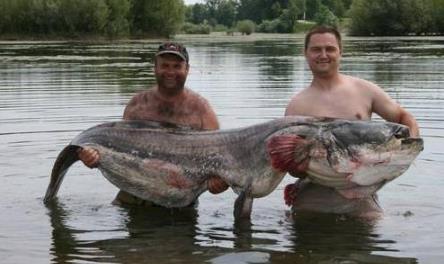 世界上最大的鱼