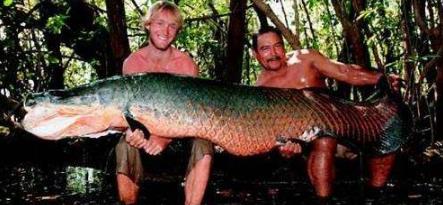 世界上最大的鱼