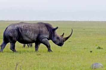 世界上十大濒临灭绝的动物 世界上十大濒临灭绝的动物