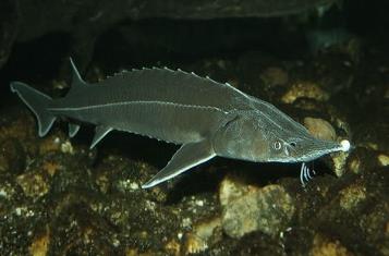 世界上十大濒临灭绝的动物