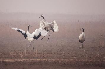 世界上十大濒临灭绝的动物