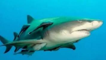 这种鱼长了这一张鞋底板的脸