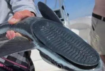 这种鱼长了这一张鞋底板的脸