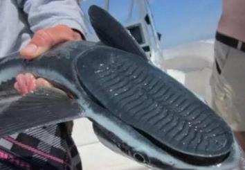 这种鱼长了这一张鞋底板的脸