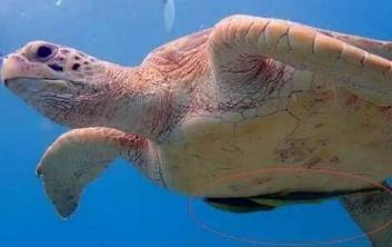 这种鱼长了这一张鞋底板的脸