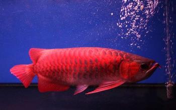 全球最贵的鱼 全球最贵的鱼