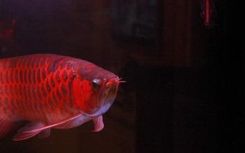 全球最贵的鱼 全球最贵的鱼