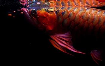 全球最贵的鱼 全球最贵的鱼