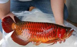 全球最贵的鱼 全球最贵的鱼