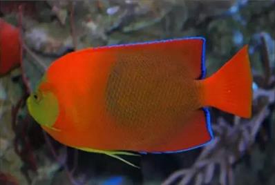 世界十大最贵的鱼