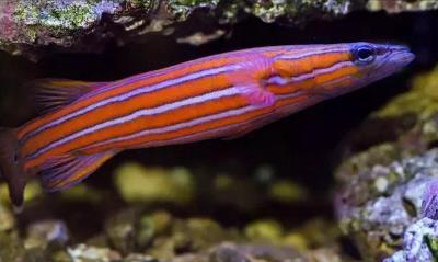 世界十大最贵的鱼