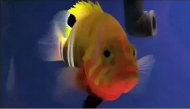 世界十大最贵的鱼