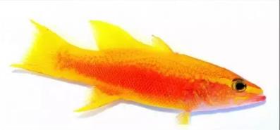 世界十大最贵的鱼