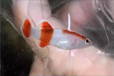 世界十大最贵的鱼