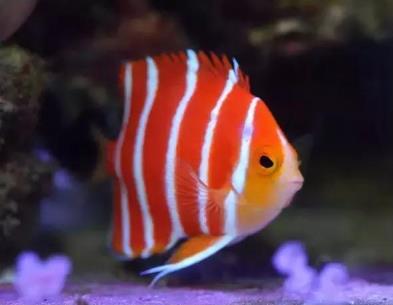 世界十大最贵的鱼 世界十大最贵的鱼