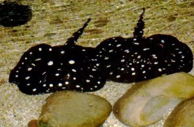 世界十大最贵的鱼 世界十大最贵的鱼