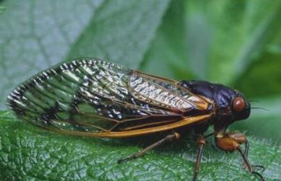 世界上寿命最长的蝉 世界上寿命最长的蝉