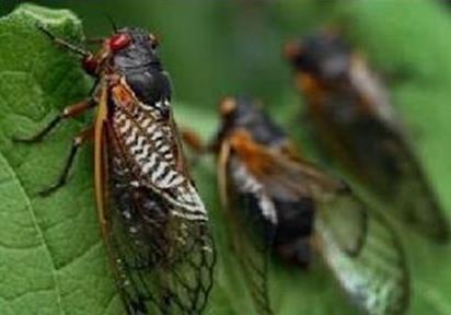 世界上寿命最长的蝉 世界上寿命最长的蝉