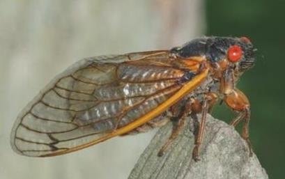 世界上寿命最长的蝉 世界上寿命最长的蝉