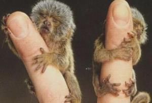 世界上最萌的猴子