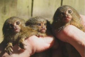 世界上最萌的猴子