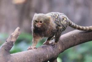 世界上最萌的猴子