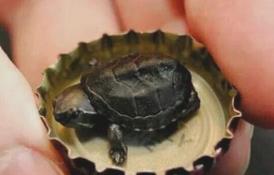 这种小龟太小了吧 这种小龟太小了吧