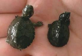 这种小龟太小了吧 这种小龟太小了吧