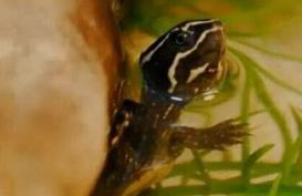 这种小龟太小了吧 这种小龟太小了吧