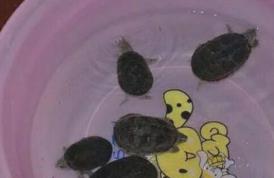 这种小龟太小了吧 这种小龟太小了吧