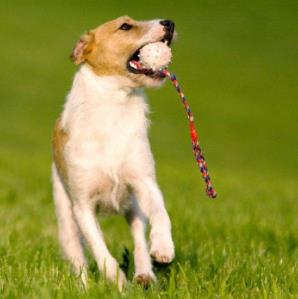 全球最可爱最受欢迎的狗狗排行 全球最可爱最受欢迎的狗狗排行