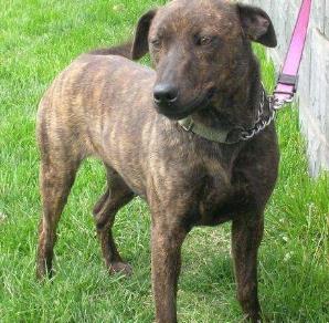 全球最可爱最受欢迎的狗狗排行 全球最可爱最受欢迎的狗狗排行