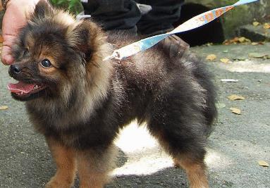 全球最可爱最受欢迎的狗狗排行 全球最可爱最受欢迎的狗狗排行