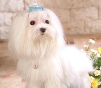 全球最可爱最受欢迎的狗狗排行 全球最可爱最受欢迎的狗狗排行