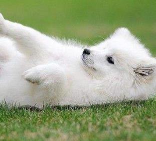 全球最可爱最受欢迎的狗狗排行 全球最可爱最受欢迎的狗狗排行