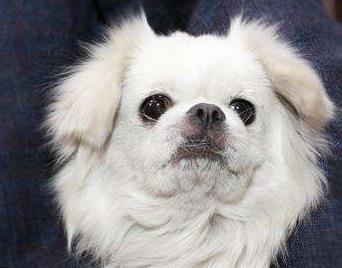 全球最可爱最受欢迎的狗狗排行 全球最可爱最受欢迎的狗狗排行