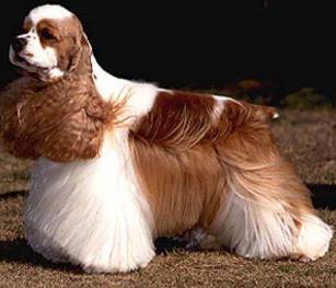 全球最可爱最受欢迎的狗狗排行