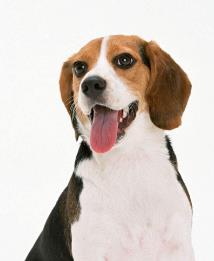 全球最可爱最受欢迎的狗狗排行