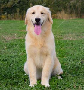 全球最可爱最受欢迎的狗狗排行