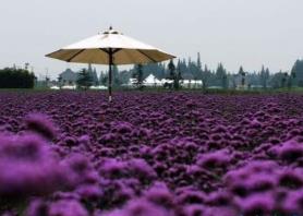 世界十大花海 世界十大花海