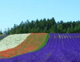 世界十大花海 世界十大花海