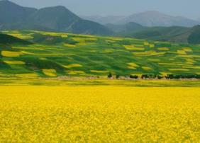 世界十大花海 世界十大花海