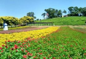 世界十大花海 世界十大花海