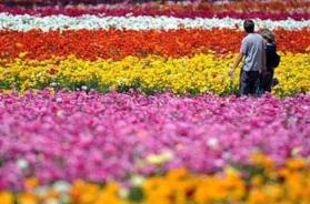 世界十大花海 世界十大花海