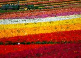 世界十大花海 世界十大花海