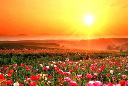 我与这么美的花海只差一个你